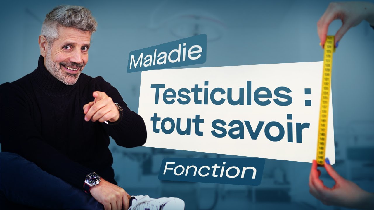 Testicules : tout savoir (taille, maladie, fonction, etc...)