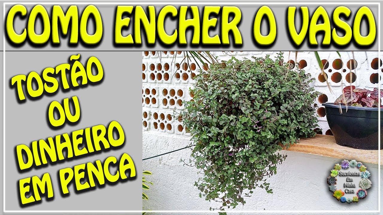 Como Fazer Muda de Tostão ou Dinheiro em Penca e Encher o Vaso