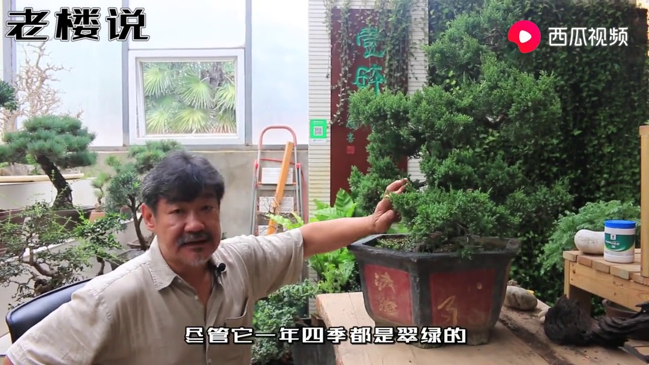 济州真柏养护的重点你知道吗？来跟大叔一起来瞧瞧这几个关键要点