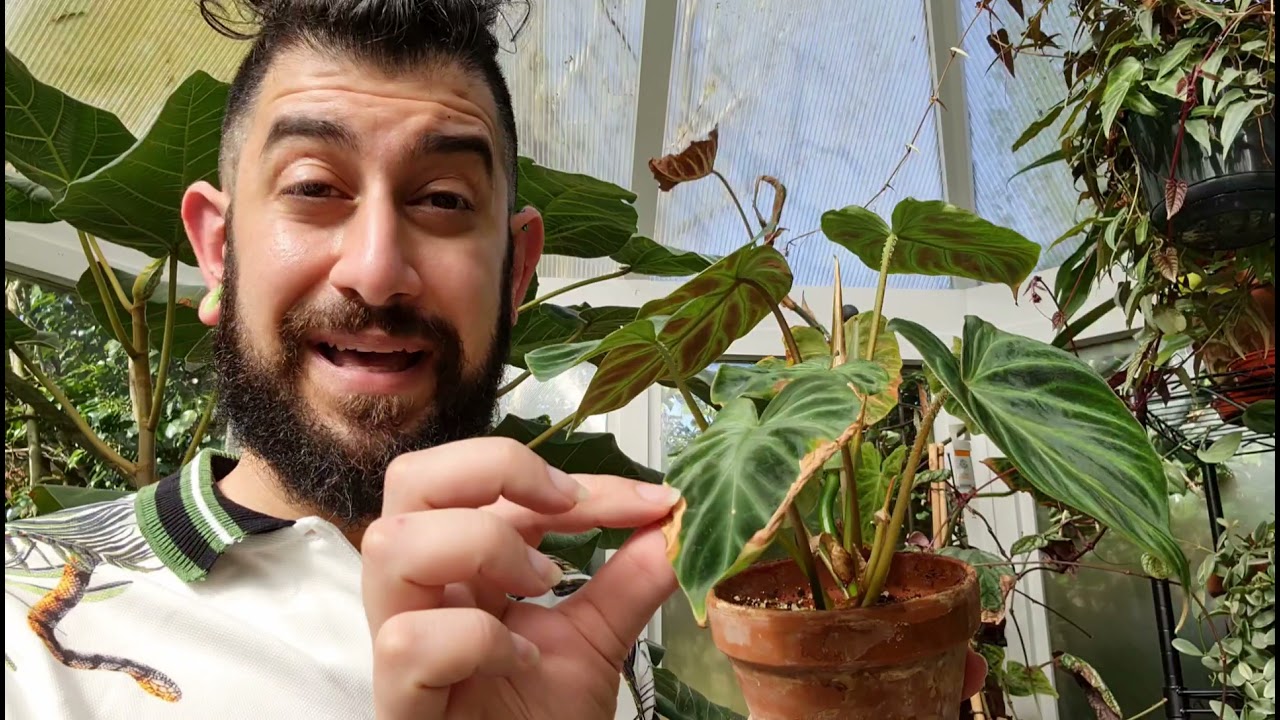Growing a large philodendron verrucosum and all the challenges