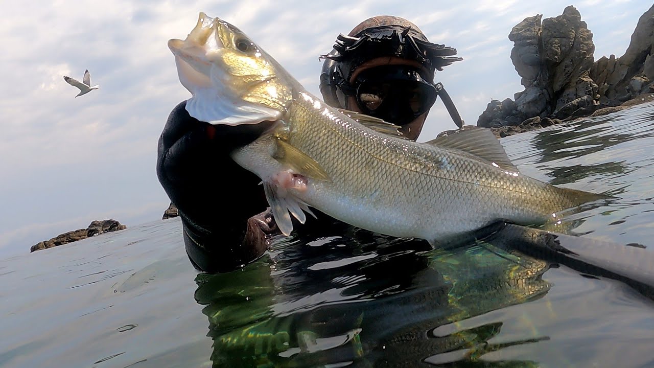 Muhteşem bir koy Efsane levrek🐟 Yakala pişir🔥 zıpkınla balık avı