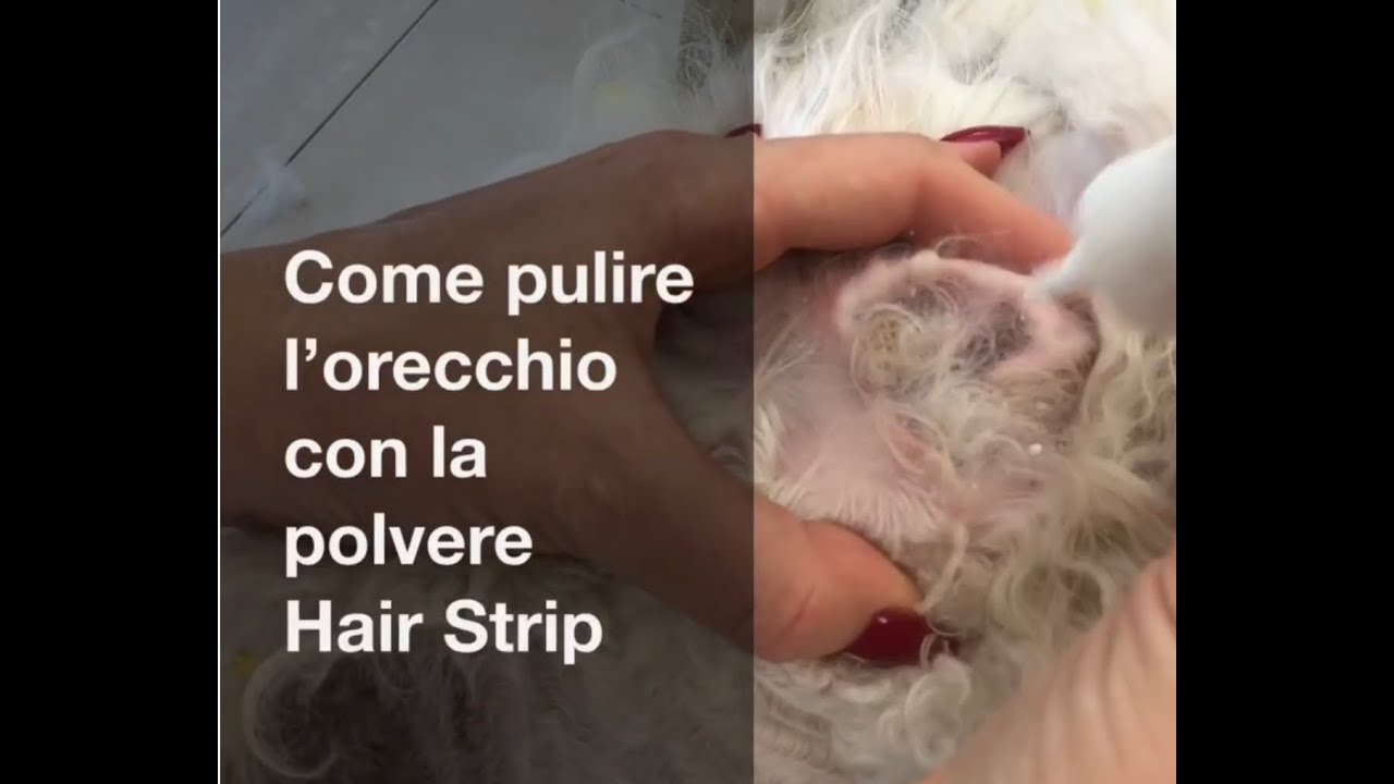 come pulire orecchio del cane