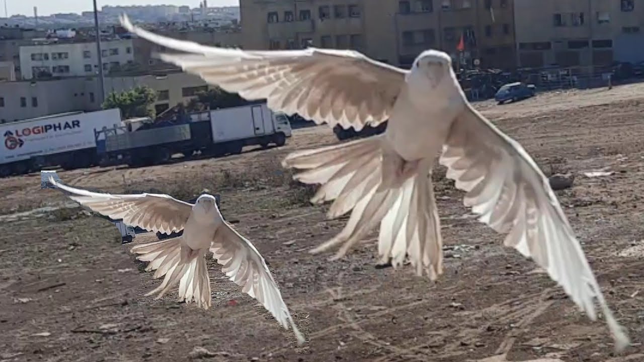 كروان: طيران الحر لطائر كوكتيل كروان كالوبسيت هدد خارجي