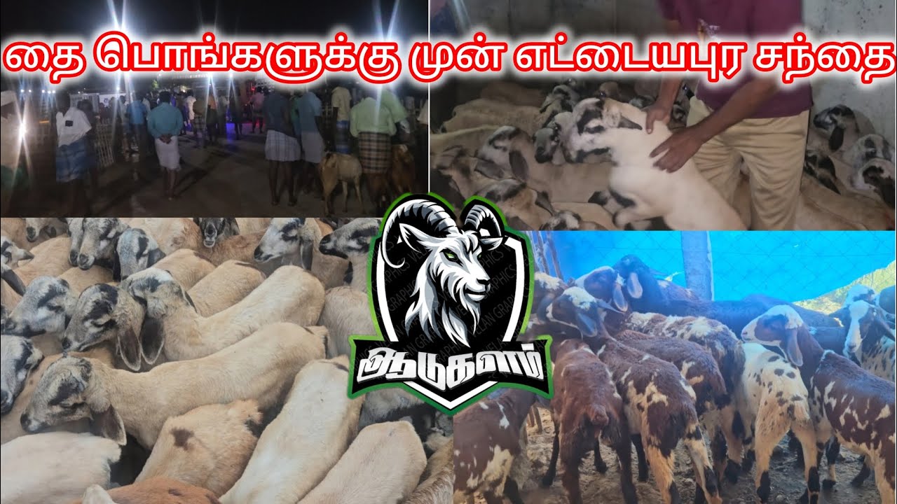 தைக்கு முந்திய வெள்ளி சந்தை #ஆடுவளர்ப்பு #எட்டயபுரம் #ஆட்டுச்சந்தை #ஆட்டுப்பண்ணை #ஆடுகளம் 