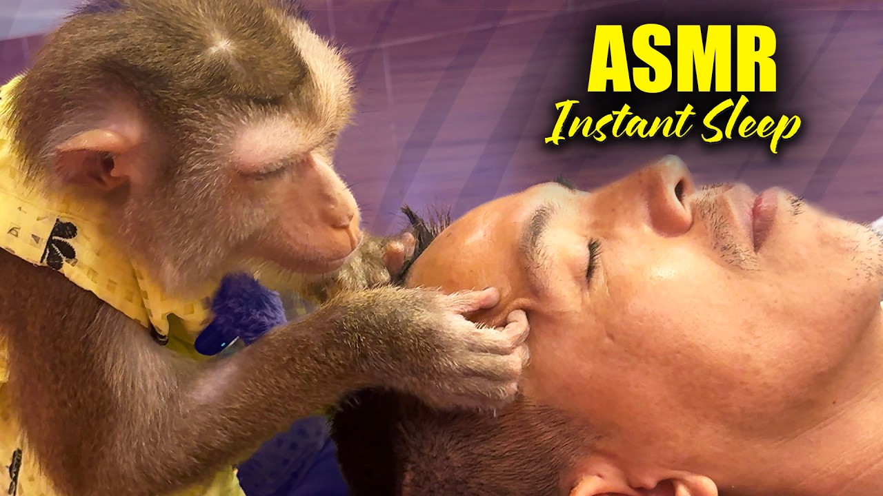 Monkey Grooming ASMR | Guaranteed Tingles For People Who NEED Instant Sleep (No Talking)