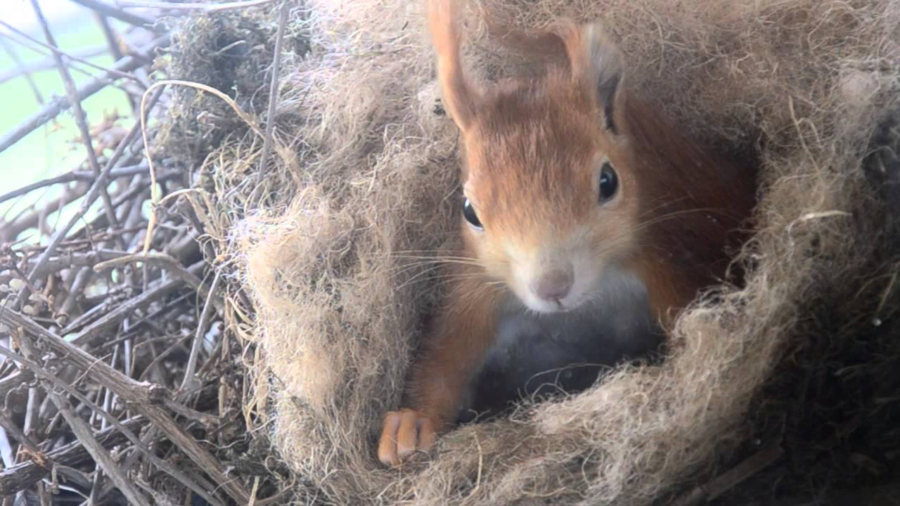 Eichhörnchen mit Babies (squirrel with babies) - Kalimba Semai