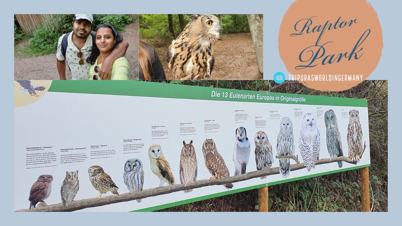 Bird of Prey park in Saarburg Germany | Greifvogelpark Saarburg Deutschland | Day out idea with kids