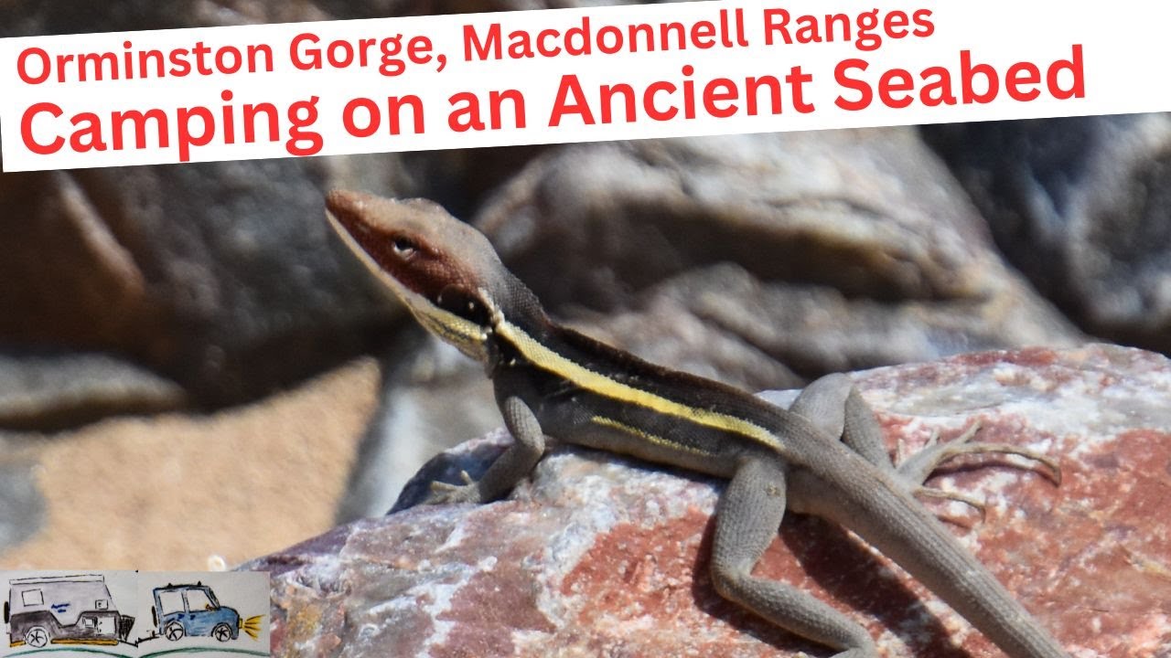 Exploring Orminston Gorge, MacDonnell Ranges