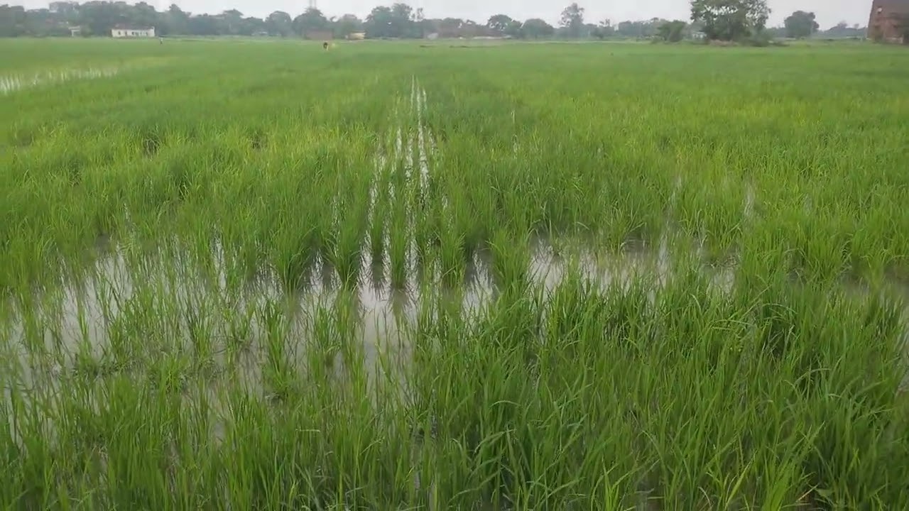 DSR method of Paddy 
