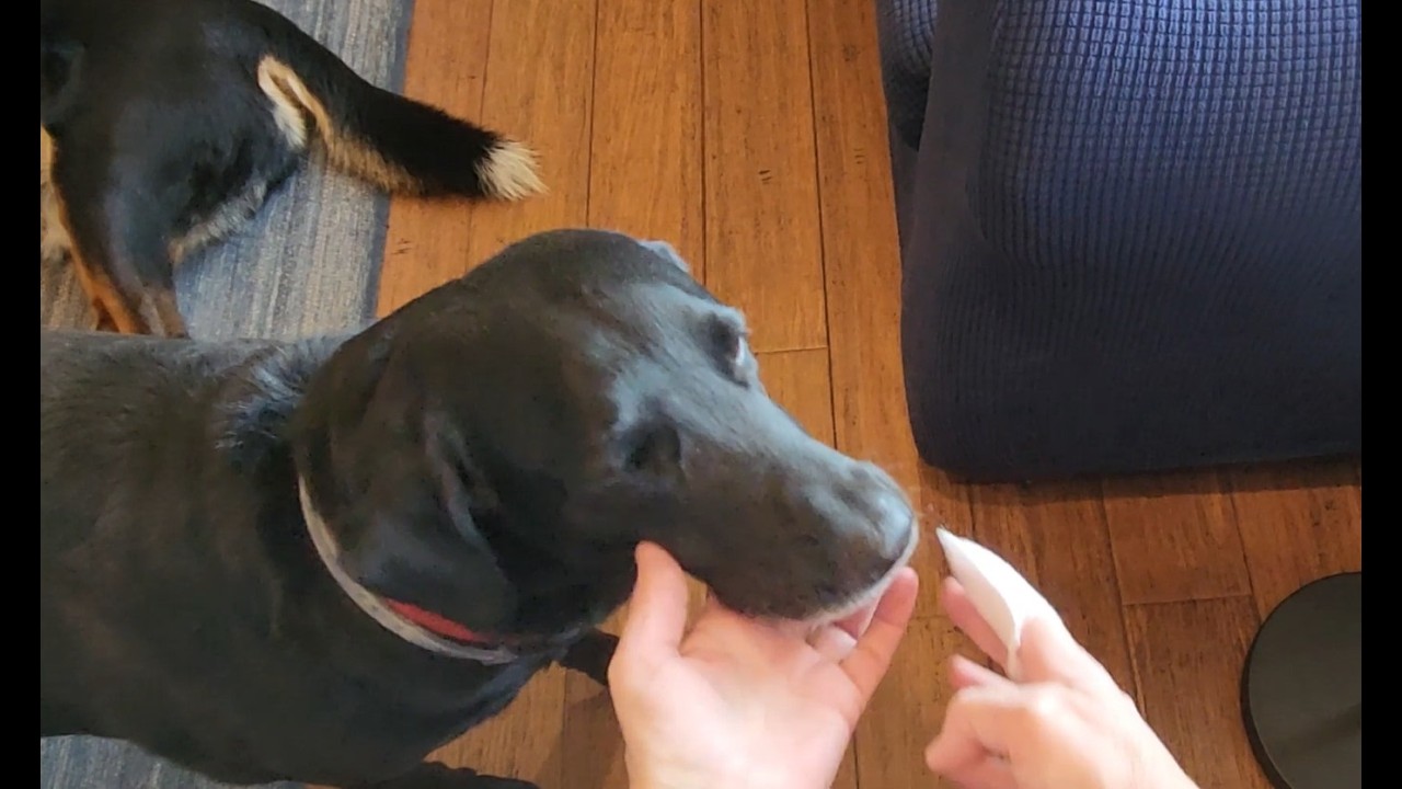 Watch to see how I clean my dogs teeth with these wipes
