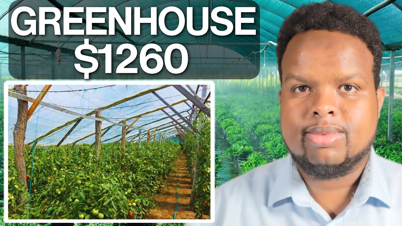 GREENHOUSE UGU QIIMAHA JABAN 2025 🇹🇷