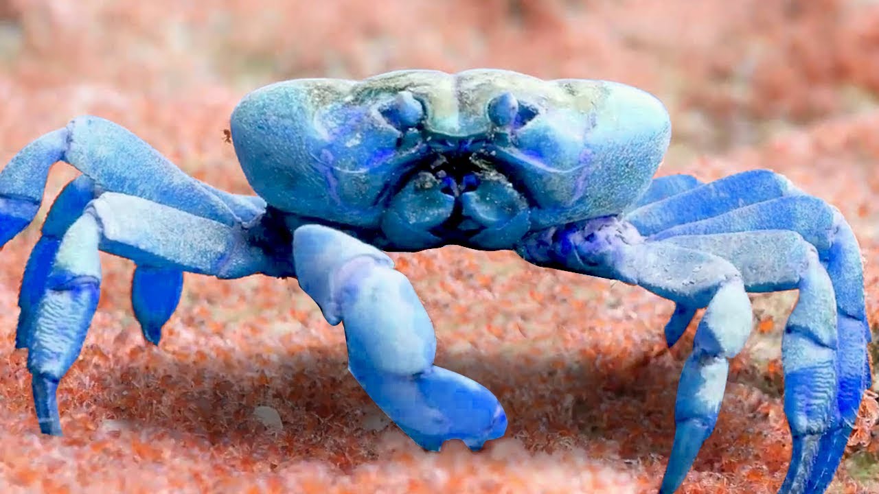 THE GIANT BLUE CRAB! - King of Crabs | Ep4