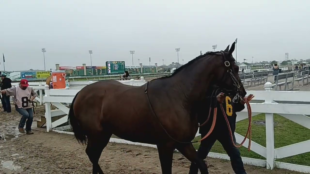 Sam Houston race park,#sport