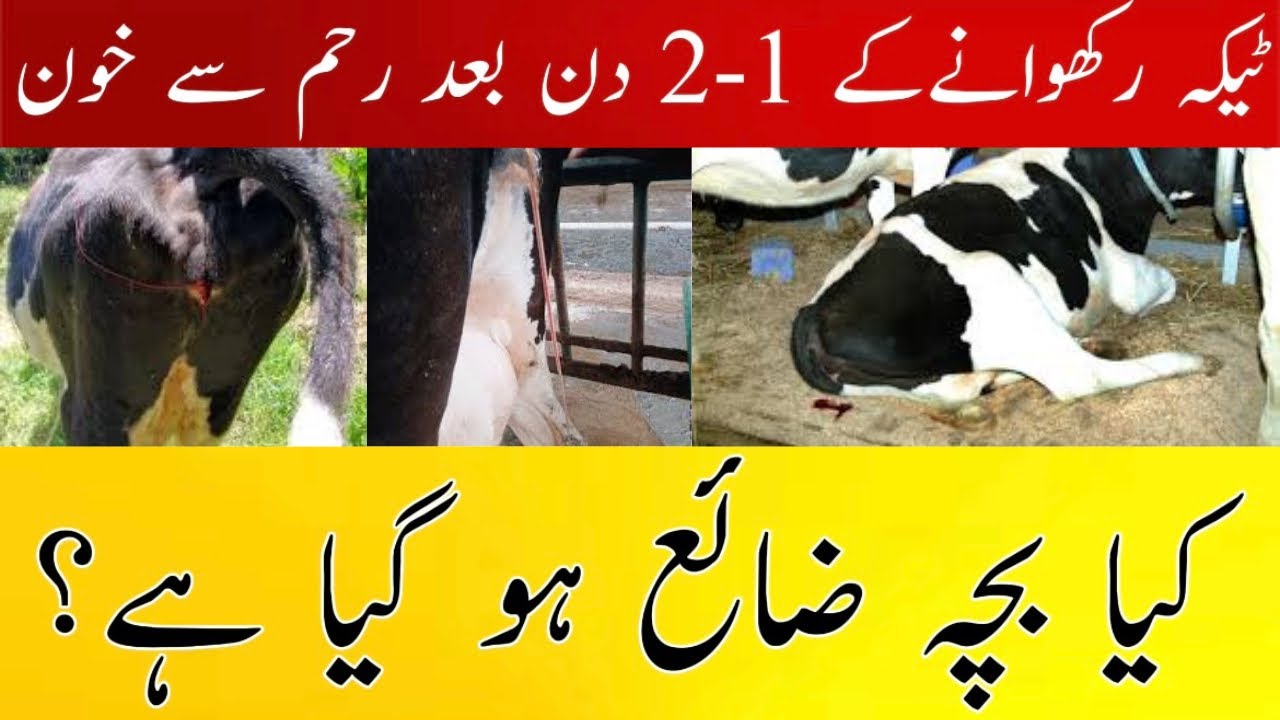 Metestrus Bleeding in Cow and Goat