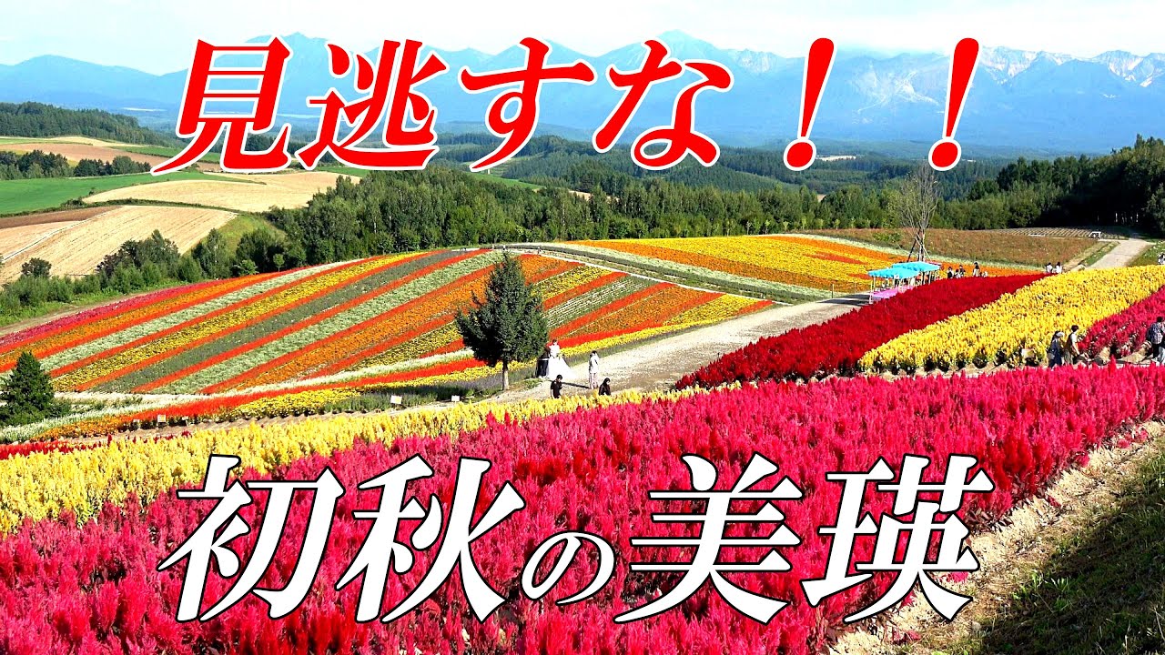 ２０２３　初秋の美瑛～お勧め観光スポット【北海道 美瑛】　４Ｋ　四季彩の丘～拓真館～青い池～白ひげの滝