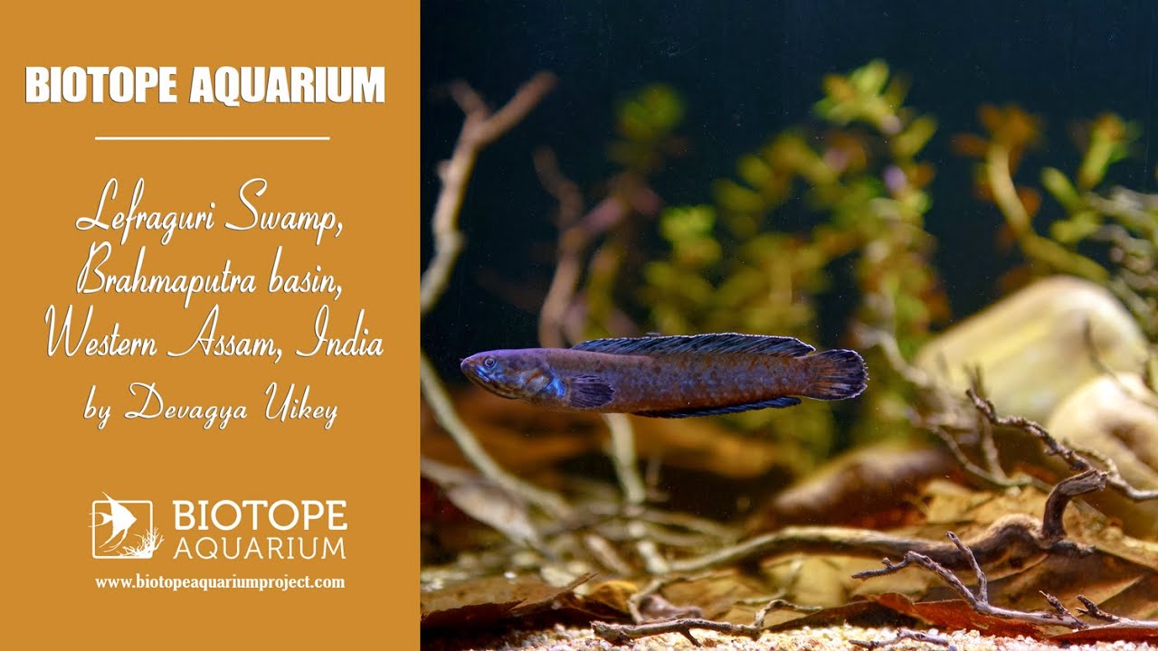 #BAC2025 Lefraguri Swamp, Brahmaputra basin, Western Assam, India. By Devagya Uikey