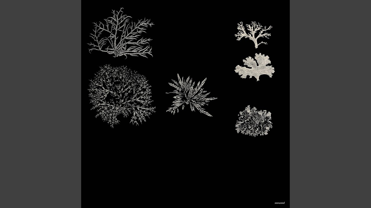 seaweed (Frostekk Remix)
