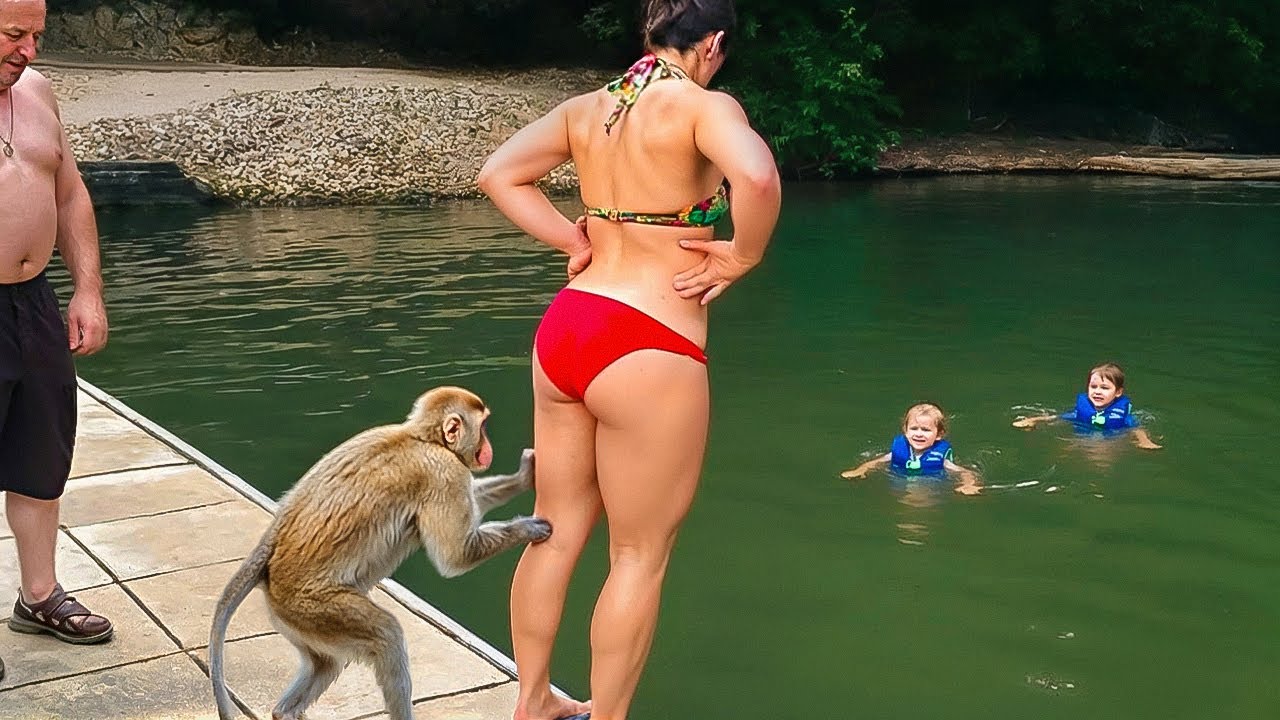 ESSES MACACOS FARÃO VOCÊ RIR