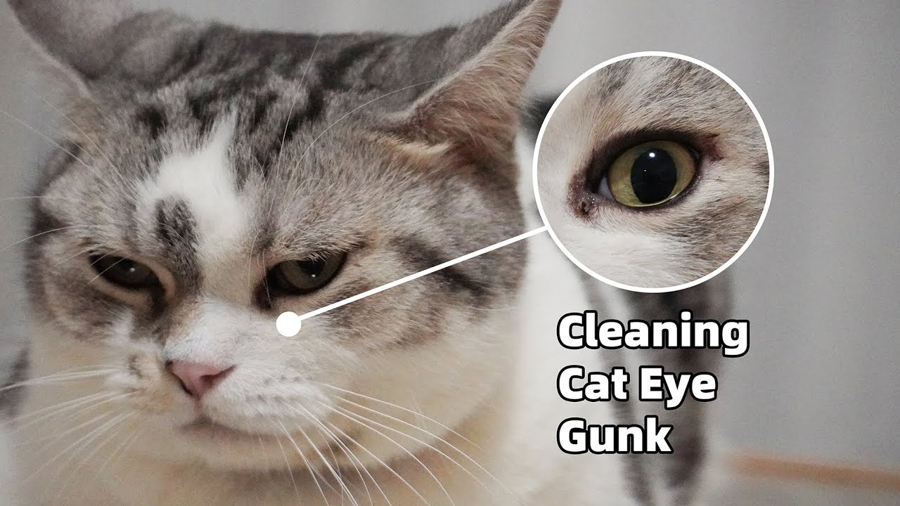 How to Clean Your Kitten's Eyes？#cat