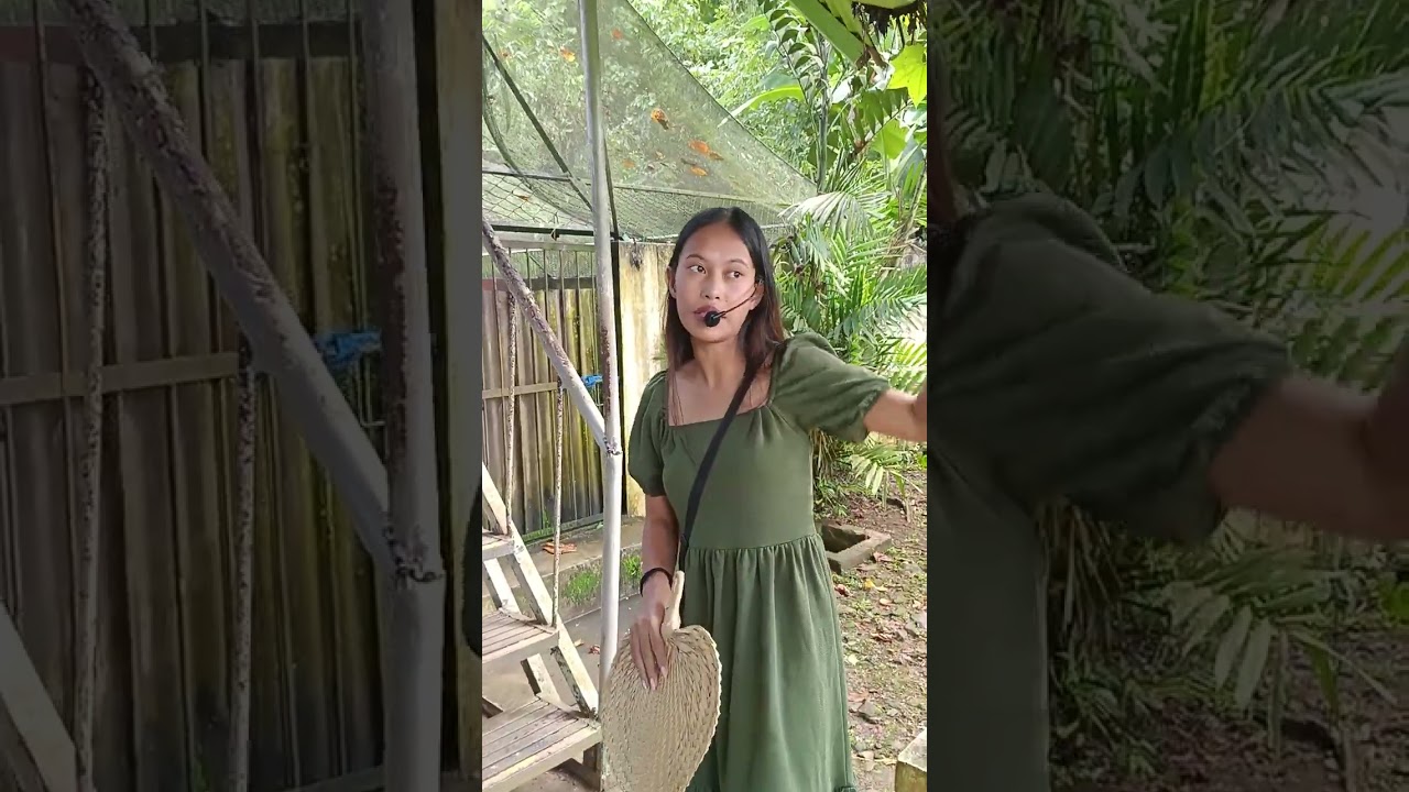 PALAWAN Wildlife Rescue and Conservation Center🐊🐊🐊#wildlifeanimals #wildlifephotography #wildlife
