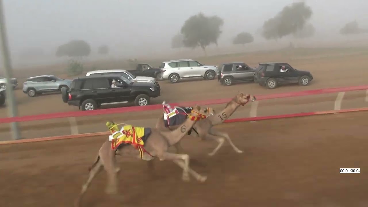 R7 7 2 2026F الشوط (7) طماعه للسيد/ الرامس بن عبدالله الصياد