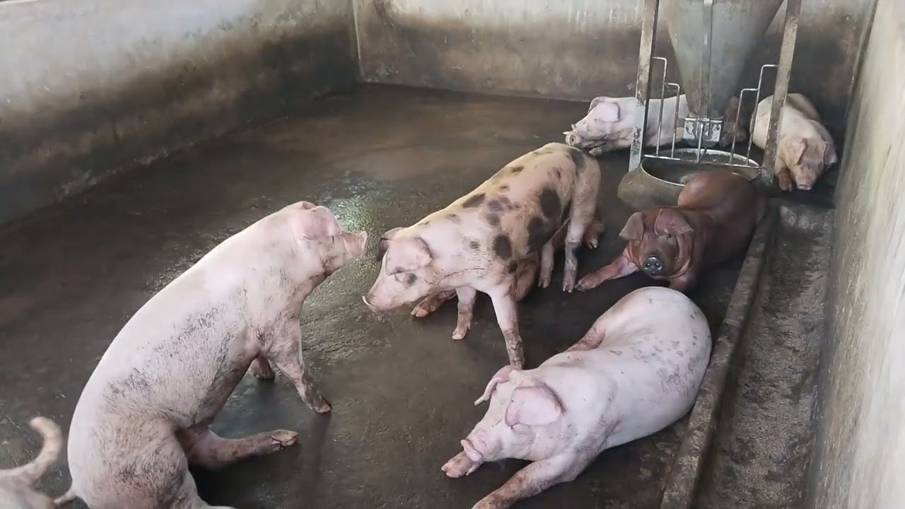 Bán heo trước khi công ty khai trương 