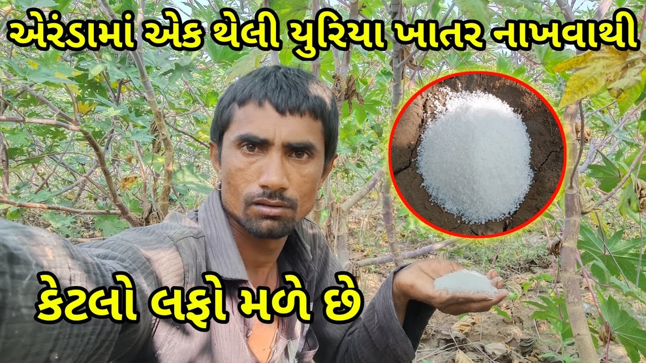 એરંડામાં એક થેલી યુરીયા ખાતર નાખવાથી કેટલો લફો મળે છે 👈 Gujarati video 