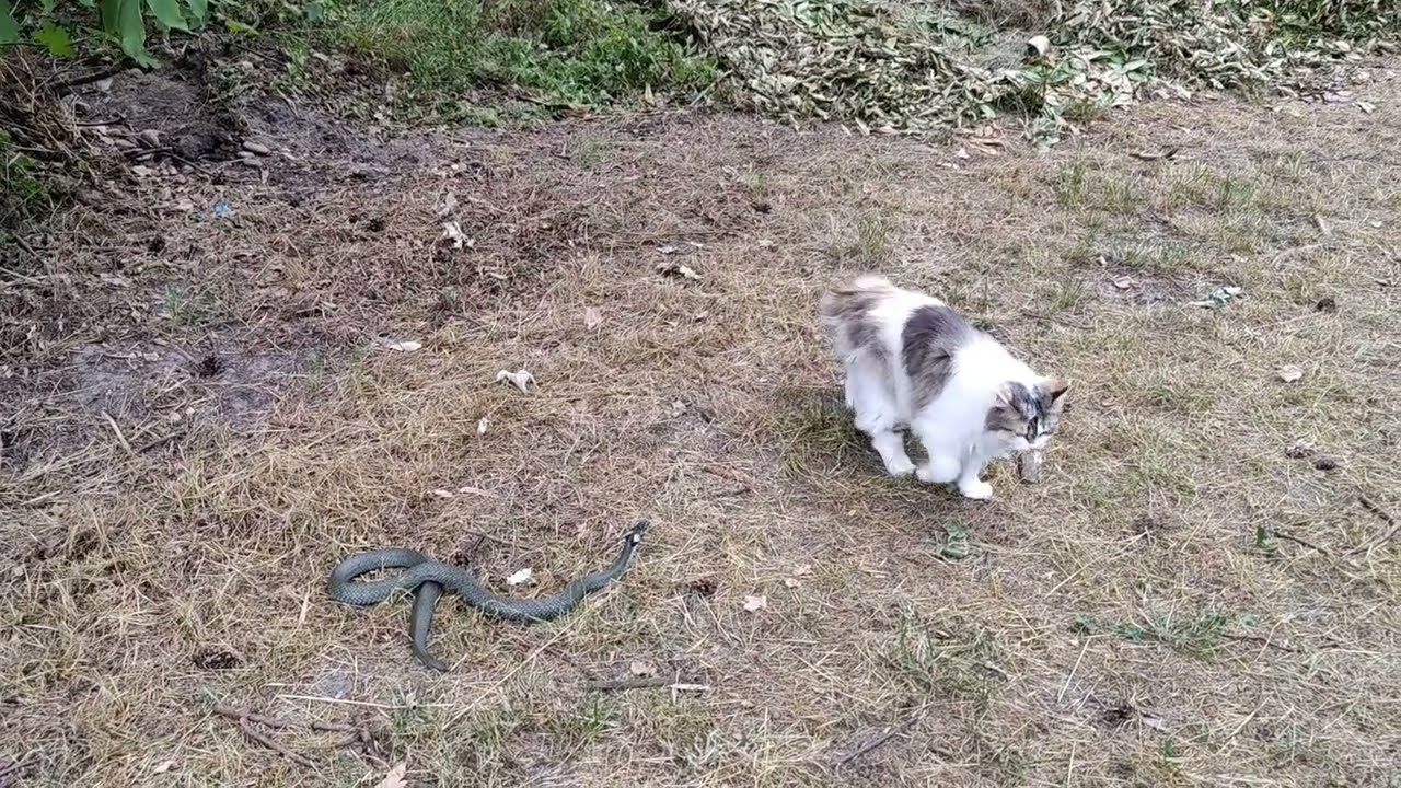 Schlange begegnet Katze