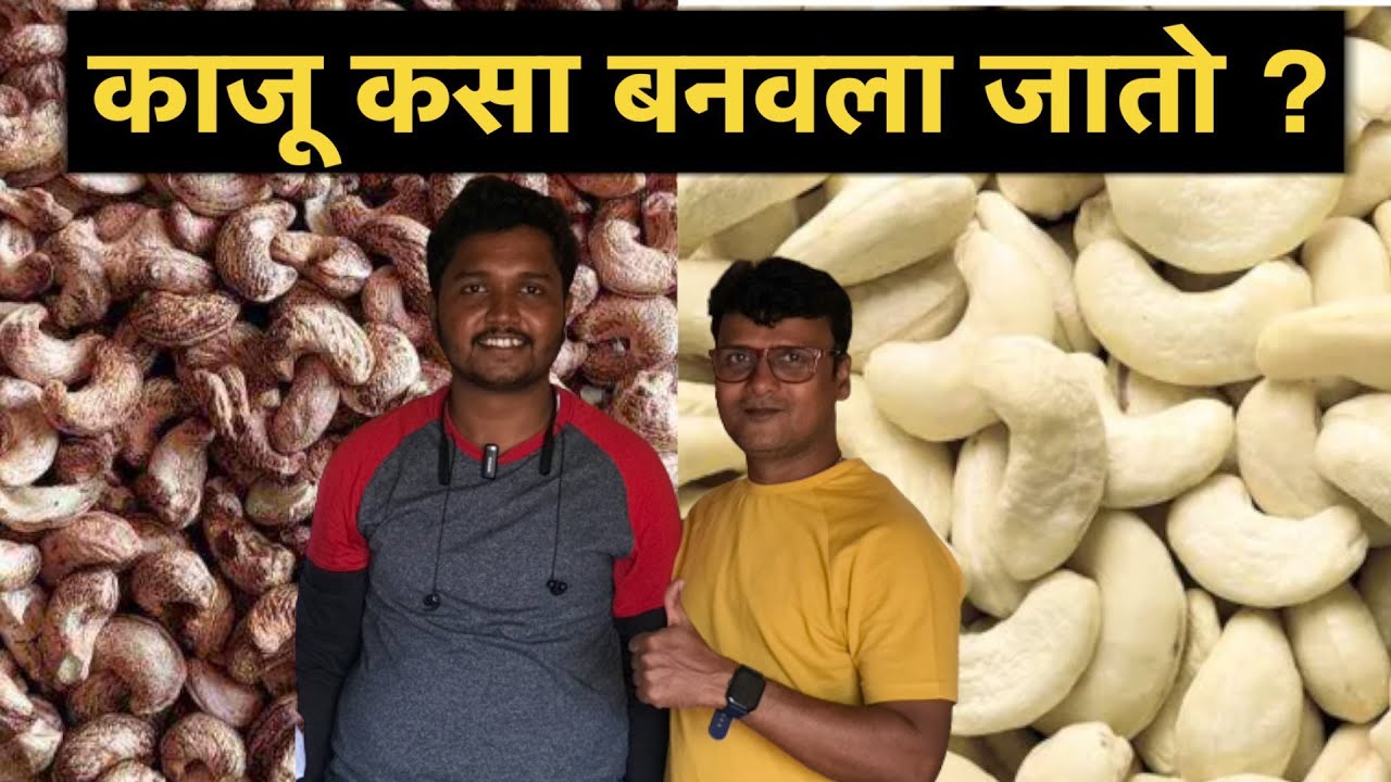 Natural Cashew Factory in Konkan Maharashtra | cashew nut processing factory | काजू कसा बनवला जातो ?