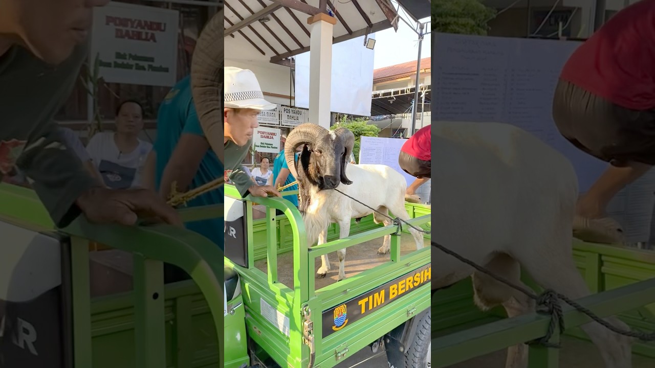 Domba garut super tanduk besar di Hewan Qurban Desa Bodelor 2025