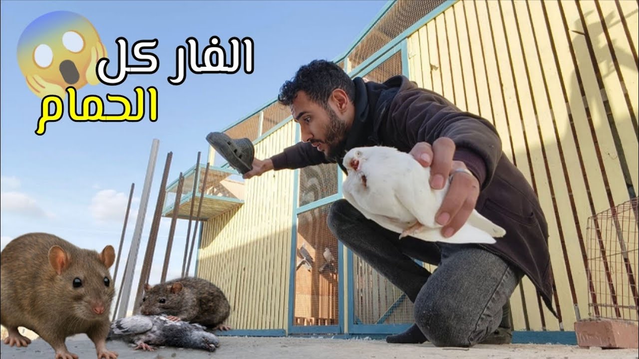 الفران كلت الحمام 😱 وحصلت مفاجات والزغلول اختفي (يوم عجيب )
