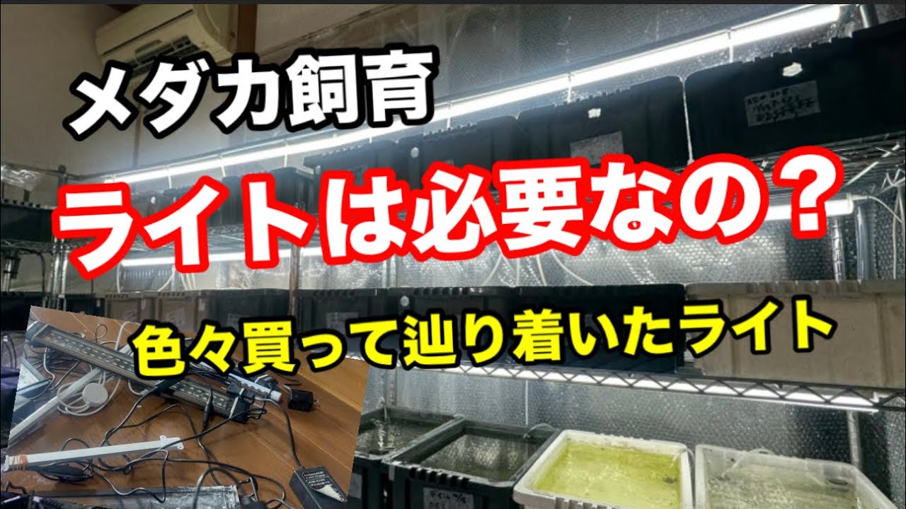 メダカ飼育でライトが必要な理由とは？【めだか】