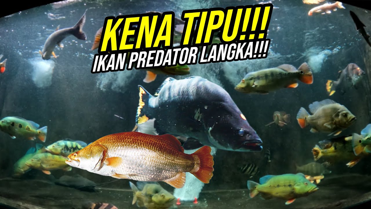 JADI JACKPOT GAK NIH??? IKAN PREDATOR GAK LANGKA HARGA 150 JUTA!!!