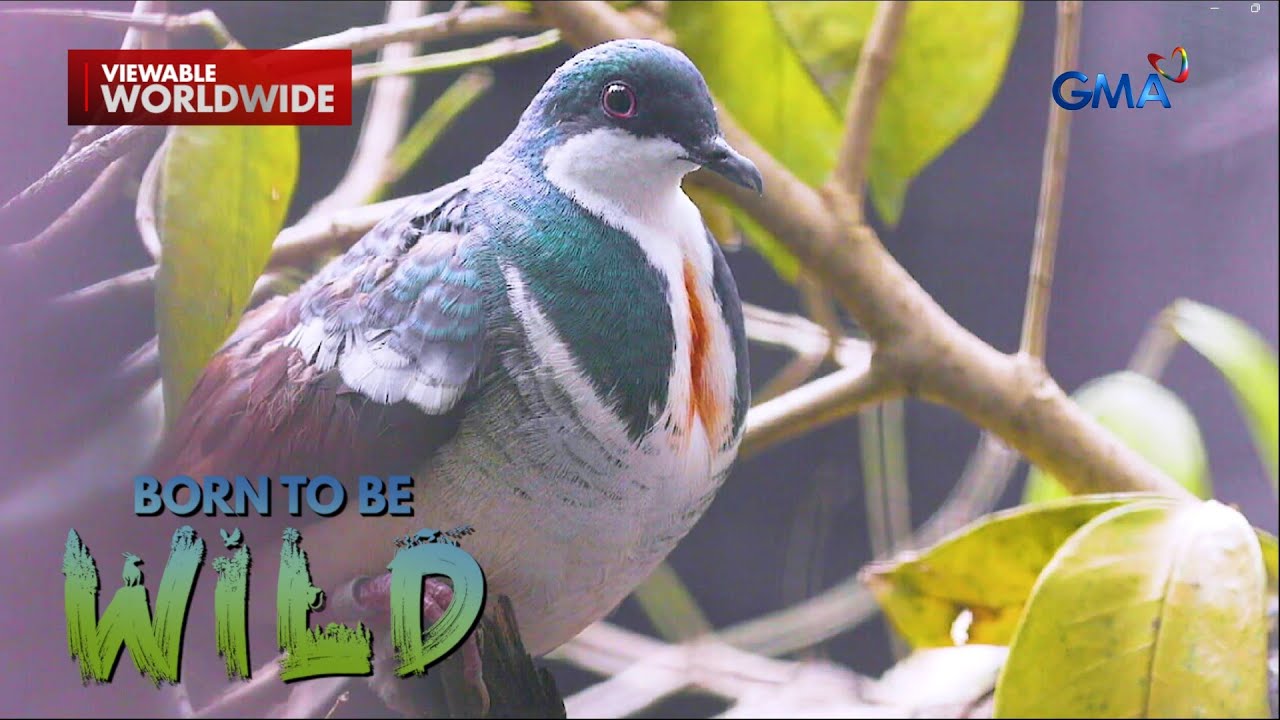 Ibon na ipinadala sa Singapore noon para maparami, kumusta na kaya? | Born to be Wild