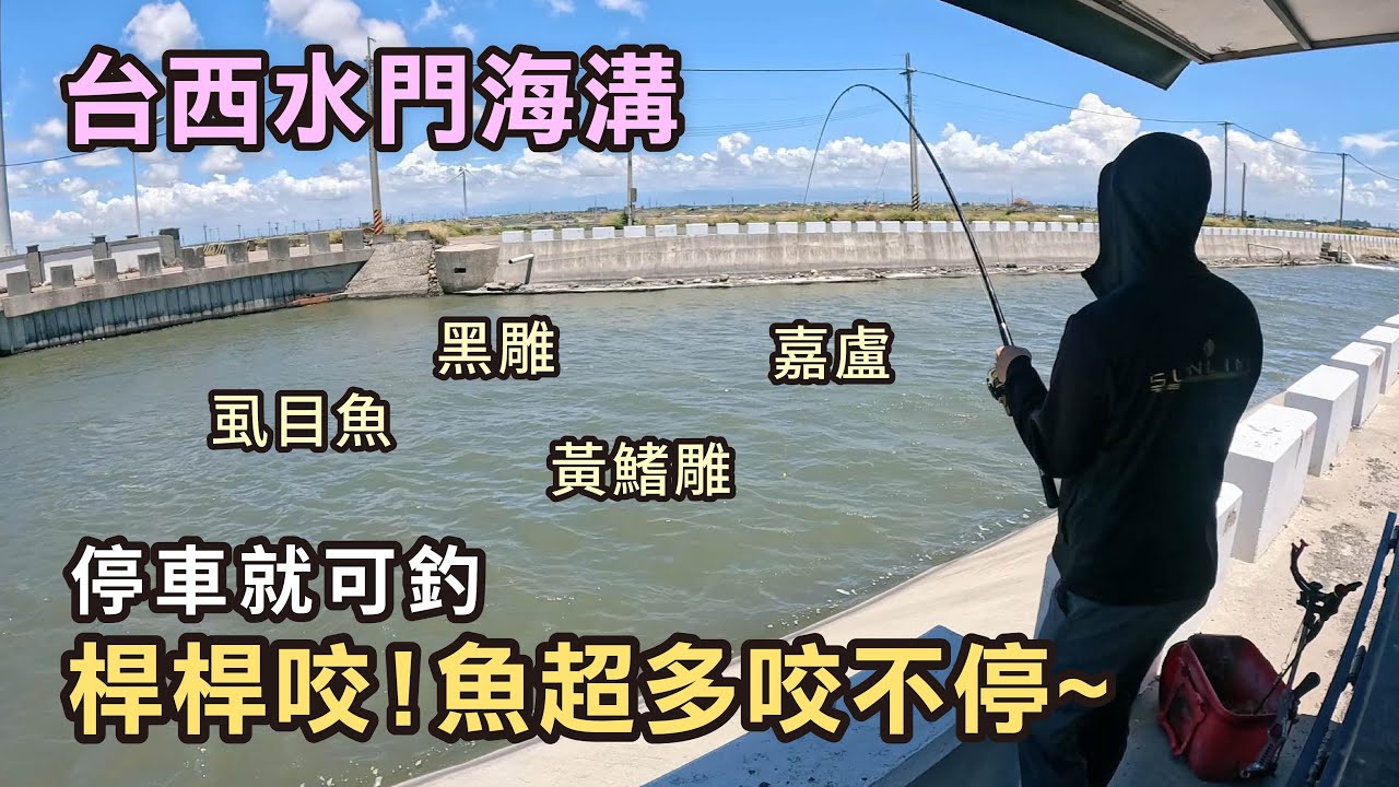 烤魚風箏😨桿桿咬 !!? 超強南風來襲 台西水門海溝 竟然有這種生態🐟️︱黑鯛︱黃鰭鯛︱嘉鱸仔︱石鱸︱虱目魚︱磯釣︱#磯釣り  #釣魚