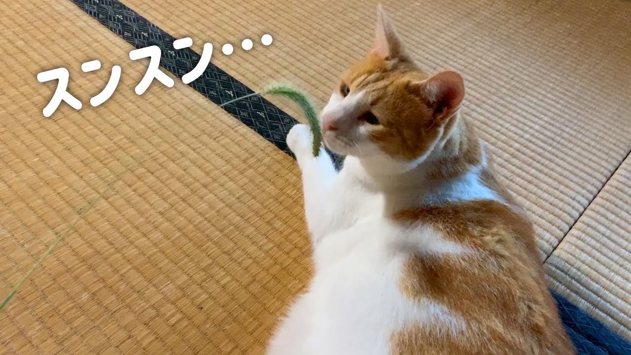 ネコジャラシ（エノコログサ）に猫はじゃれるのか？