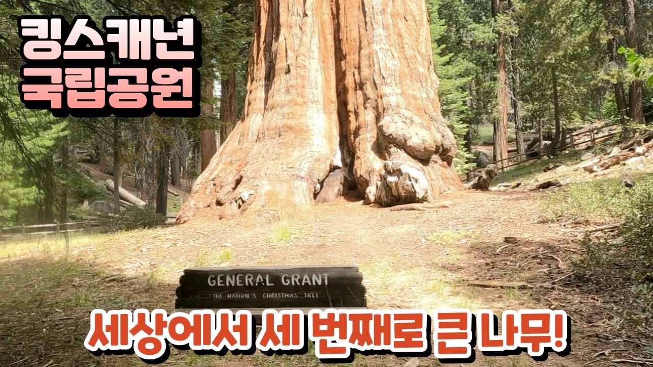 킹스캐년 나무 터널 산책 🌲 | 제너럴 그랜트 트리 트레일 | 캠핑카 여행