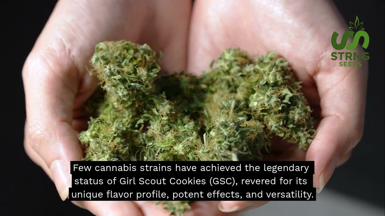 Girl Scout Cookies: Genetics, Flavor and Growing Tips - STRNG Seeds