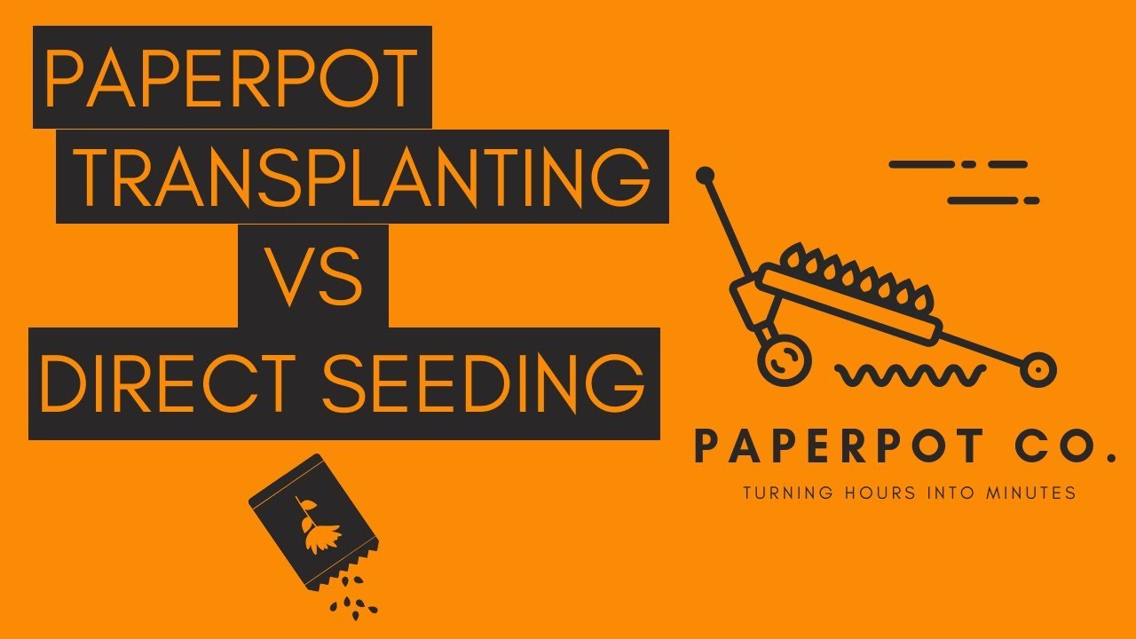 Direct Seeding vs Transplanting - What's better when?