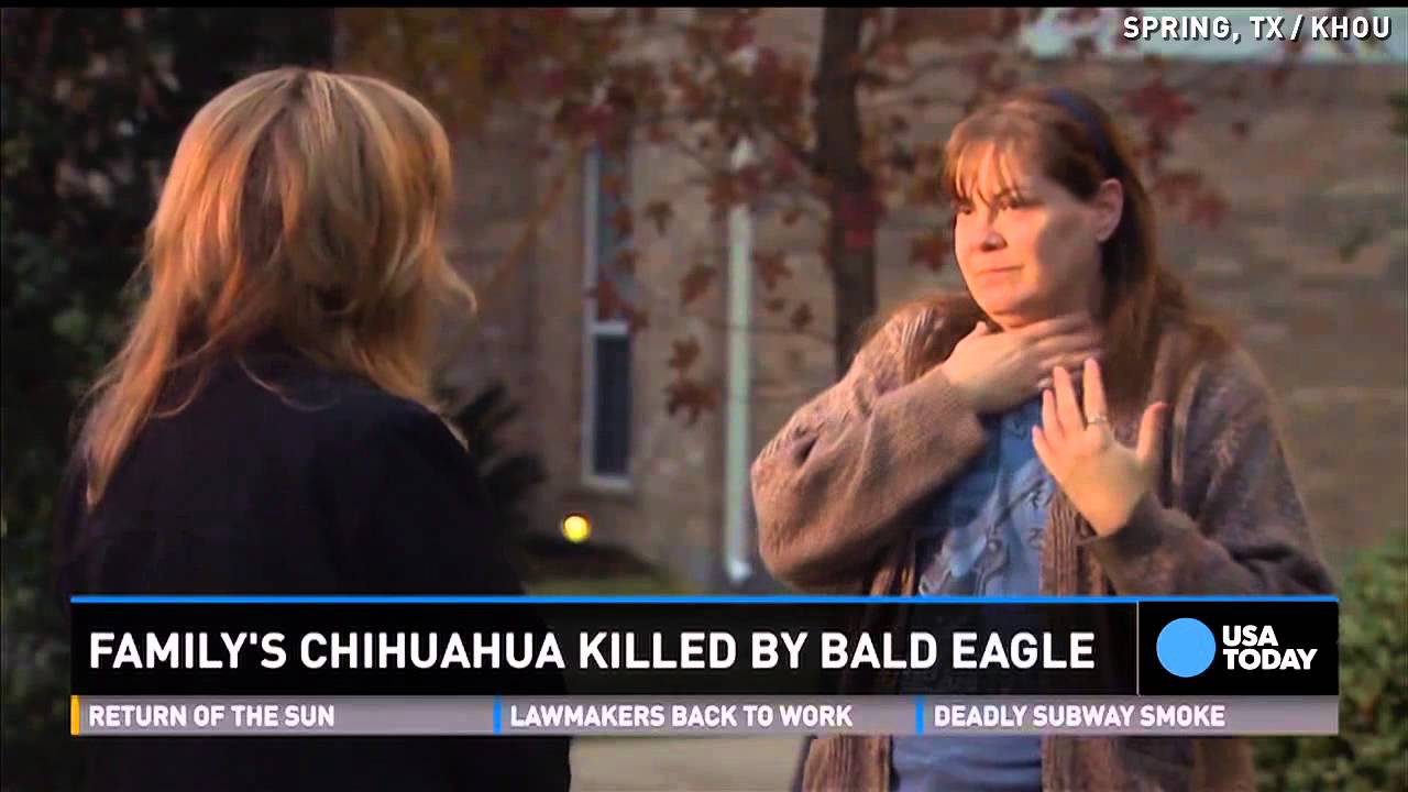 Bald eagle kills family's Chihuahua