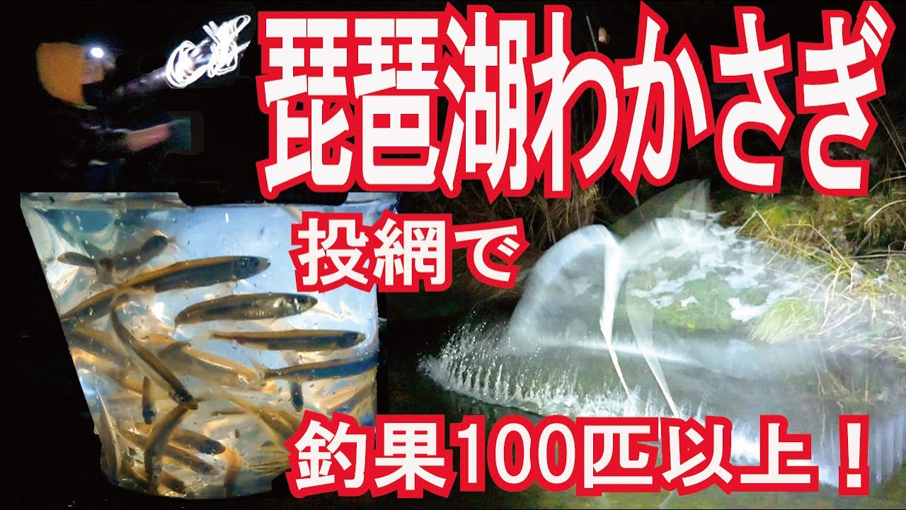 琵琶湖でわかさぎ釣果100匹以上