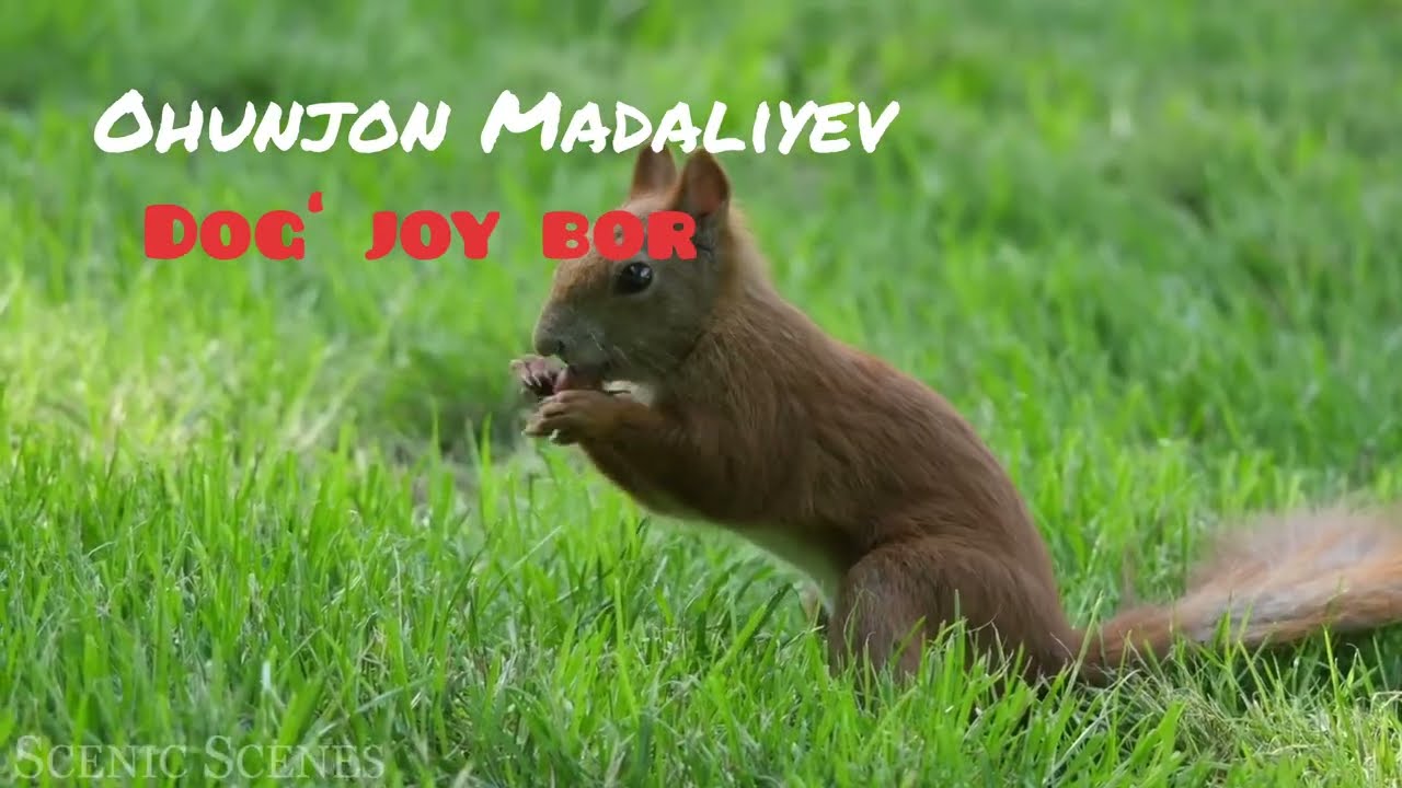 Ohunjon Madaliyev-ketmadi yor,menikisiz, yuragimda#nevomusic# #ohunjonmadaliyev#vodiyuz#classikmusic