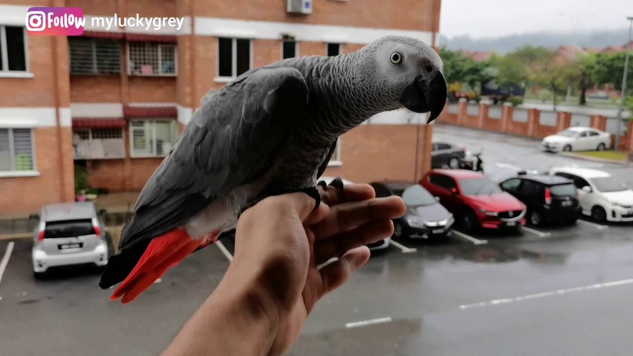 African Grey Parrot - Morning Flight