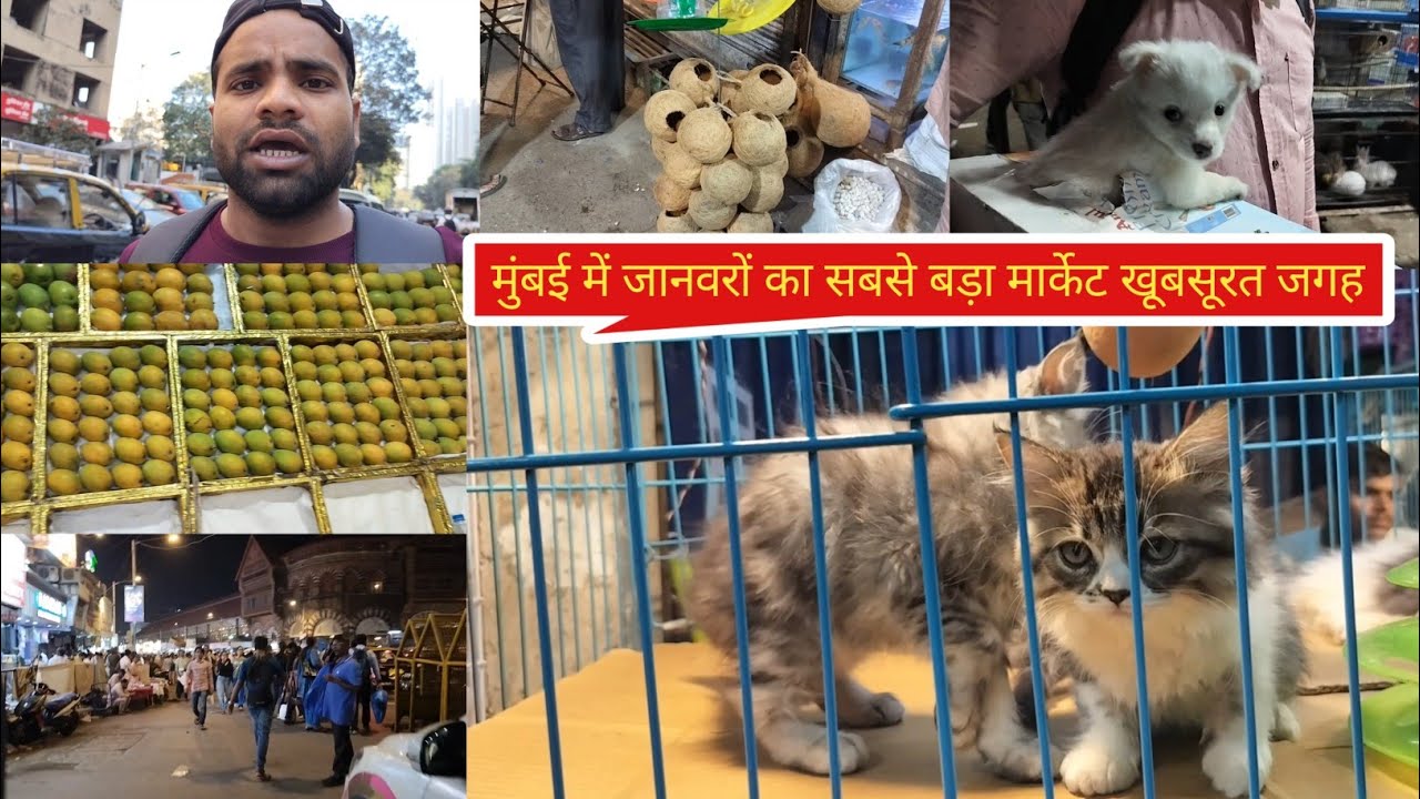 मुंबई का सबसे बड़ा जानवर मार्केट दुनियां भर से पब्लिक आता है। Mumbai ka janwar market 