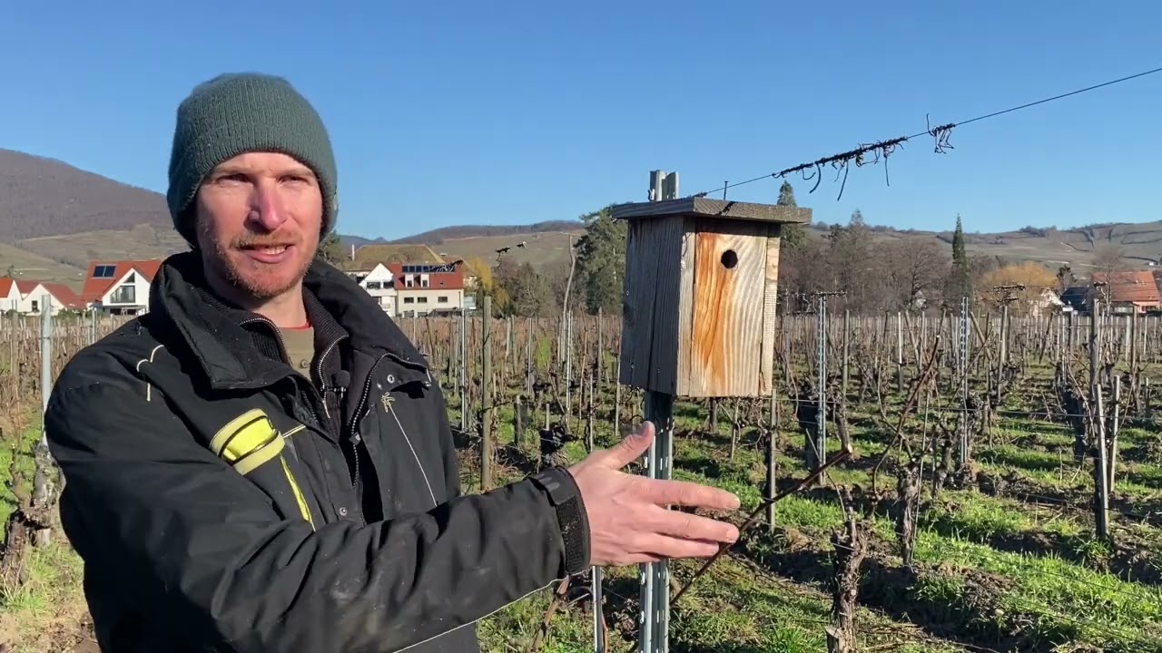 Installer des nichoirs et des perchoirs dans son vignoble