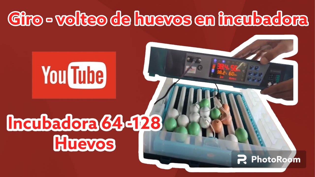 Cómo hacer el giro o volteo de huevos en incubadora de 64 y 128 huevos?