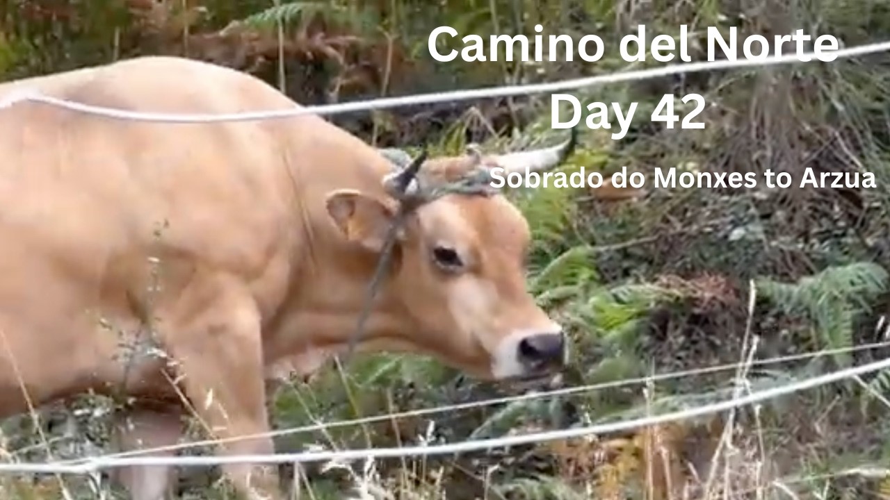 Day 42 | Sobrado do Monxes to Arzua