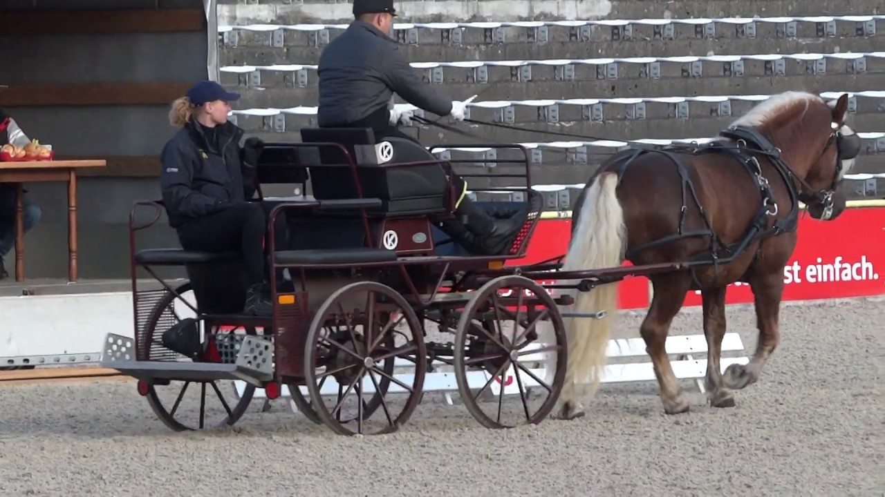 03. William - Hengst Leistungsprüfung Ziehen und Fahren für Kaltblutpferde in Marbach