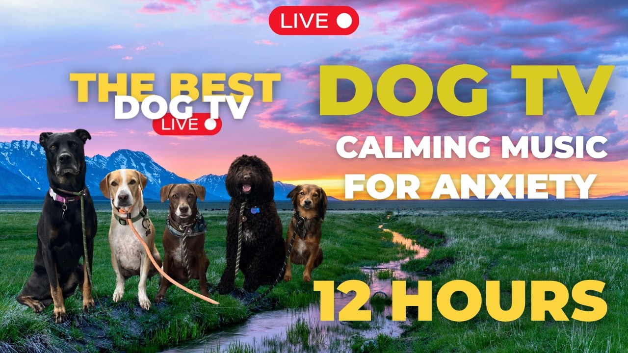 12 HOUR - Calming Dog Videos for your Dog