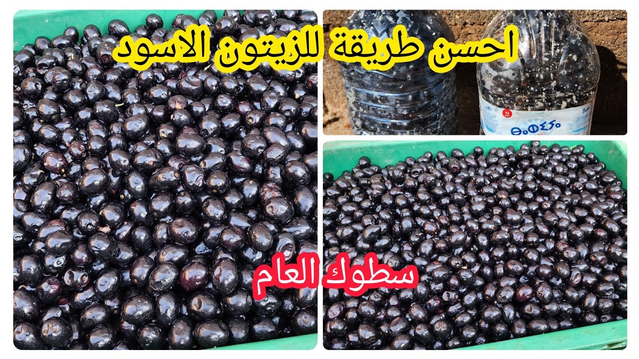 ترقيد الزيتون الاسود بأحسن طريقة💵من اليوم ماتشريه من الزنقة💵